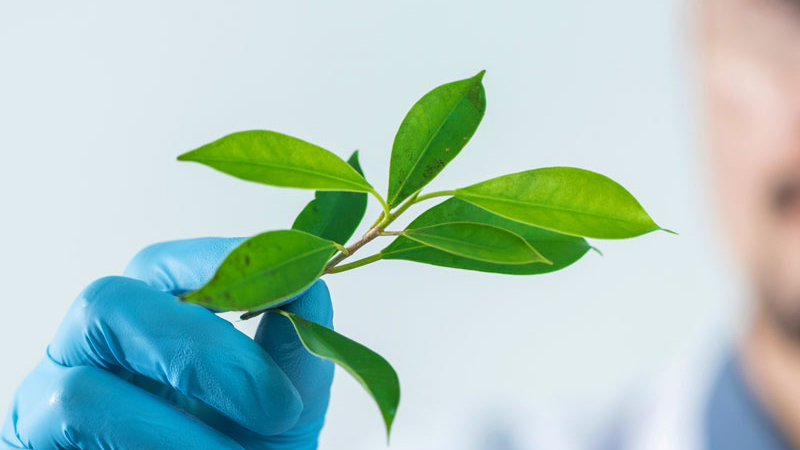 MONDELĒZ INTERNATIONAL: SOLUBLE & INSOLUBLE FIBERS WITHOUT DIGESTIVE INTOLERANCE